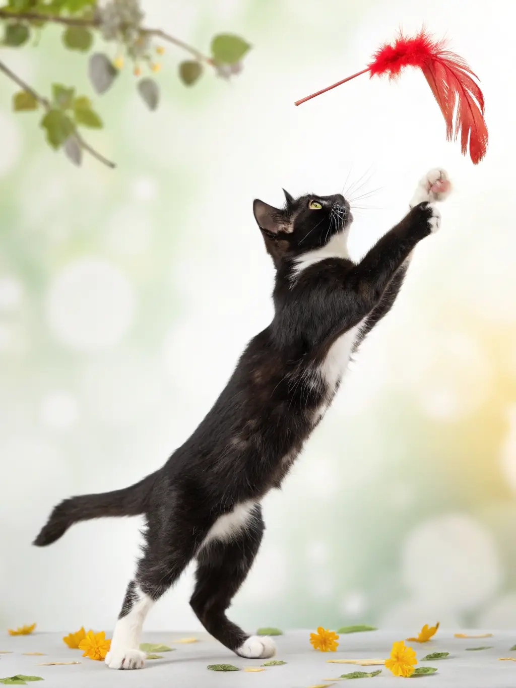 A cat happily playing with a feather toy during an enrichment session at It's Raining Cats and Dogs Inc.
